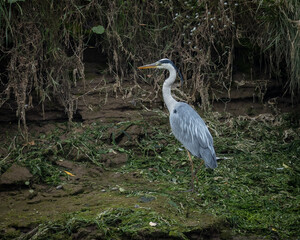Grey Heron, large bird foraging  for food on river bank and in river.