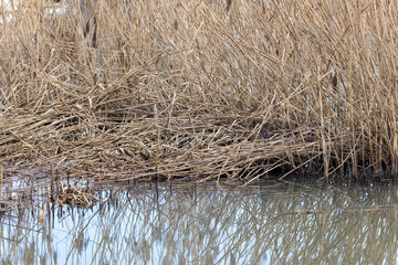 Habitat of Water Rail (Rallus aquaticus).