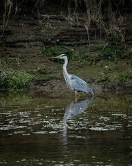 Grey Heron, large bird foraging  for food on river bank and in river.