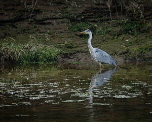 Grey Heron, large bird foraging  for food on river bank and in river.