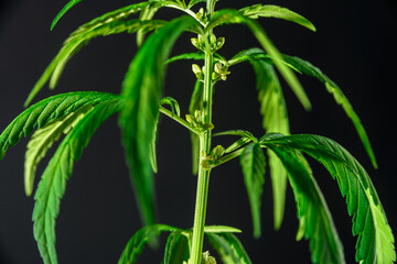 Cannabis plant with leaves and seeds close up on black background