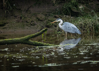 Grey Heron, large bird foraging  for food on river bank and in river.