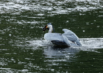 Grey Heron catching, killing and eating an eel.