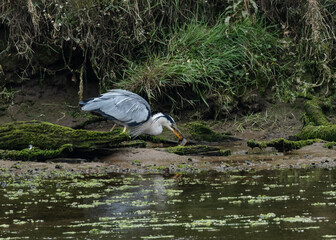 Grey Heron catching, killing and eating an eel.