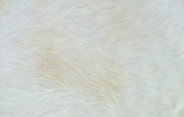 white fur background