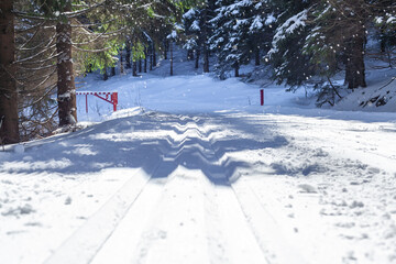 cross-country skiing in the winter snowy forest