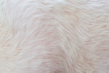 white fur background