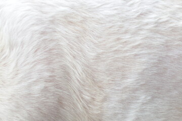 Close-up of white fur texture used for beautiful abstract fur background design