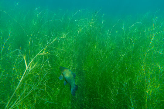 A tench (tinca tinca) swims between waterplants in shallow water