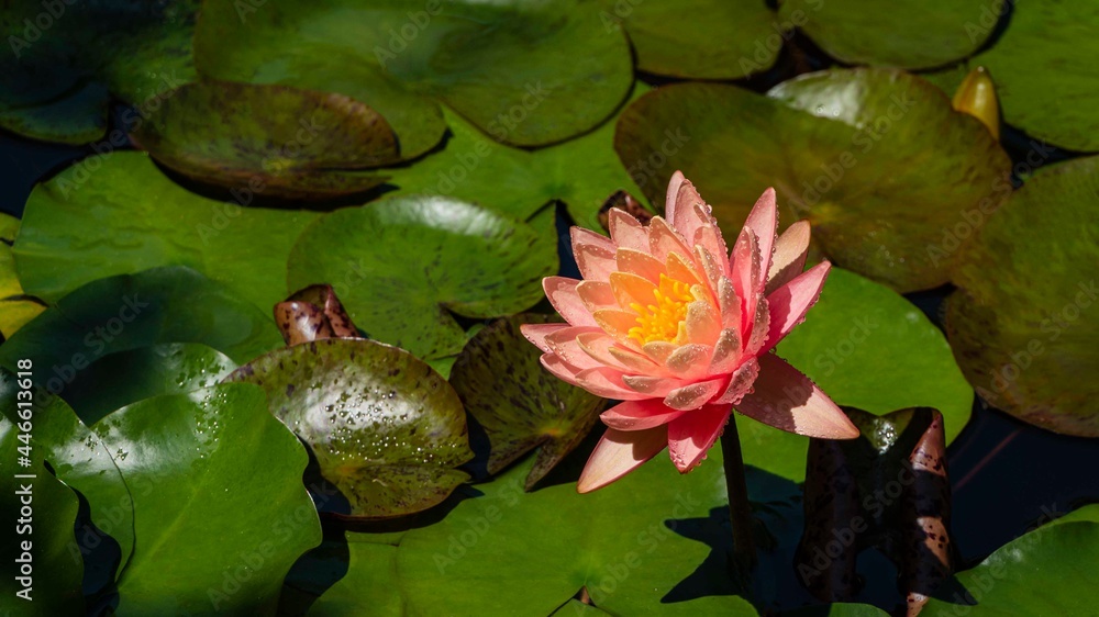 Wall mural Magical big hot pink water lily or lotus flower Orange sunset Perry in garden pond. There are raindrops on petals of flower. Close-up of beautiful orange flower. Nature concept for design.