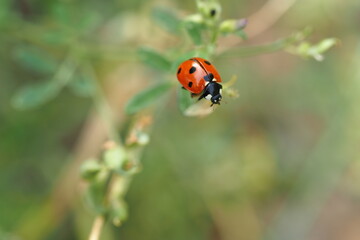 Ladybug on the grass close-up.