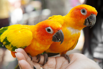 Twin parrot on women hand.