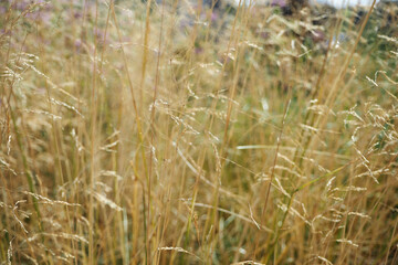 Fototapeta premium Field. Dry tall grass. Beautiful background, nature and countryside.