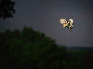 Fototapeta na wymiar Barn Owl out Hunting as the Storm comes in