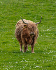 Highland Cow grazing in field.