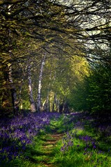 Bluebell woodland in Hertfordshire