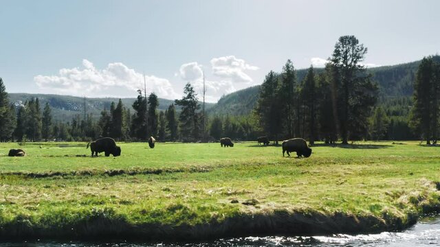 Herd of wild bisons on green meadow at the river with fur forest on background