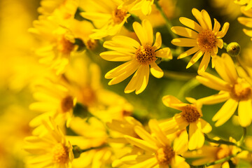 gelbe Blumen als Hintergrund