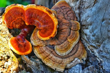 mushrooms on a tree