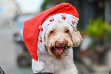 dog in santa hat