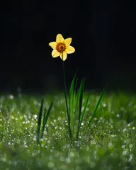 Fotobehang Backlight Daffodil on a spring morning  © Stephen