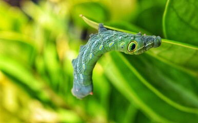 natural green caterpillar