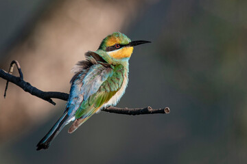 Rainbow Bee-eater. Brightly colored bee-eater with yellow face with black mask, green and blue underparts, black tail streamers.