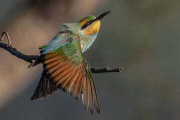 Rainbow Bee-eater. Brightly colored bee-eater with yellow face with black mask, green and blue underparts, black tail streamers.