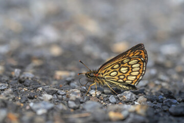 White Spotted Hoppy Butterfly (Heteropterus morpheus)