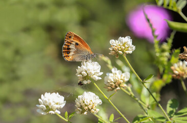 Heather Hoppy Fairy butterfly ( Coenonympha arcania )
