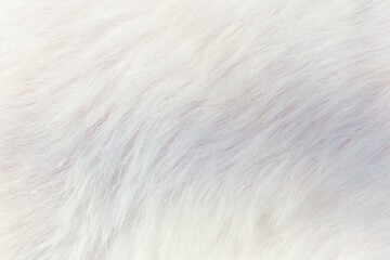 close-up white fur background