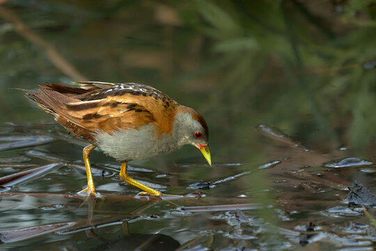 Bird -  Little Crake ( Zapornia parva )walks through the swamp in the reeds the summer evening.