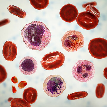 Smear Of Peripheral Blood, 3D Illustration