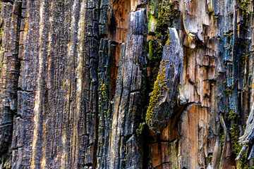 It's the texture of old cracked wood close-up. Wood treatment protection against aging and termites. Solid background.