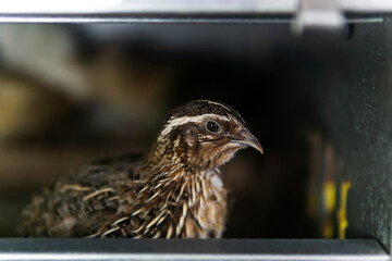 domestic quail kept in a cage in a hen house, close up