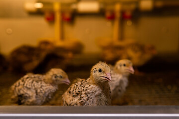 domestic quail baby chickens are kept in a brooder in a hen house, close-up