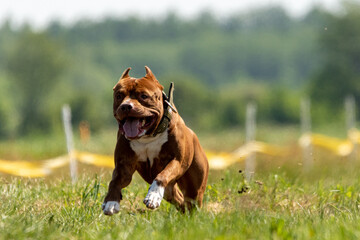 Pit Bull Terrier running and chasing lure coursing dog sport