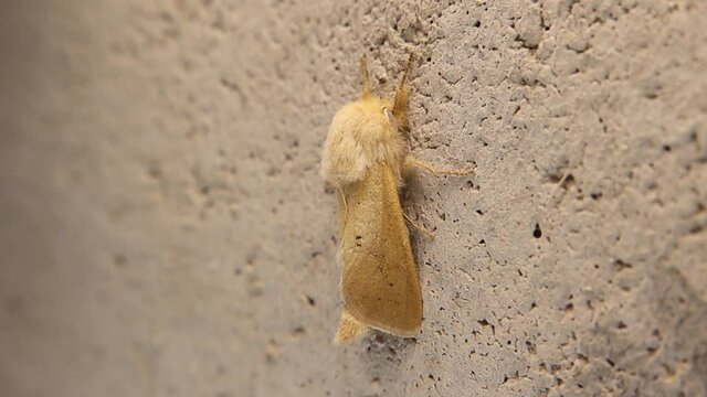close up of a white moth.
amazingly camouflaged insect.
white moth isolated.
Moth on white background.
insects, bug, bugs.
Animal, animals, wildlife, wild nature.
Forest, woods, garden, micro monster
