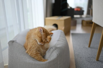 ビーズクッションでくつろぐ猫（マンチカン）