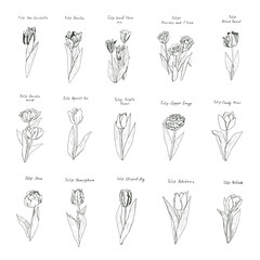 tulip flower floral spring vector illustrations line graphic set