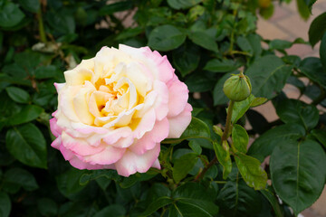 A large and beautiful flower of a light pink rose with yellow petals in the center against a background of green leaves in the garden.