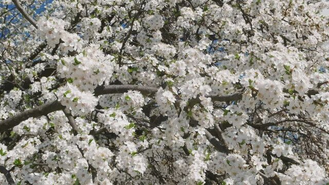 spring cherry flowers on a tree branch. Video HD