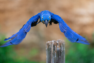 Portrait of a Hyacinth Macaw