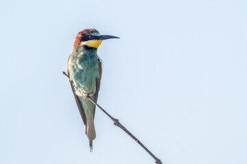 European bee eater perched on a branch , South of France