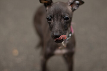 Porter of an italian greyhound puppy with his tongue hanging out on a gray background. Playful dark brown dog close up