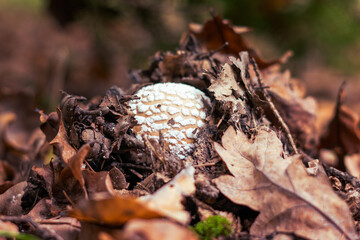 Amanita mushroom in the autumn forest among fallen leaves