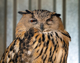 The eagle-owl frowned and narrowed her eyes. Feather ears are pressed to the head. Owl portrait. Close-up.
