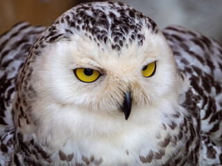 Portrait of a snowy owl. Close-up. Yellow eyes gaze intently. The owl raised its wings.