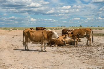 a herd of cows relaxing on sandy terrain