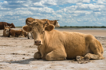 portrait of red heifer resting on the ground